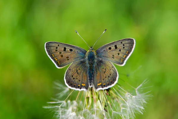 Blisko Brown Argus Butterfly Aricia Agestis Odpoczynku Roślinności — Zdjęcie stockowe