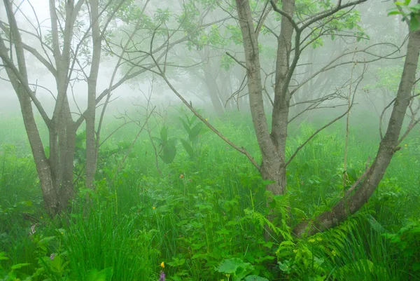 Märchenwald Nebel Armenien — Stockfoto