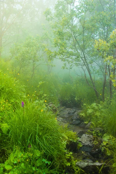 霧の中の妖精の森 アルメニア — ストック写真