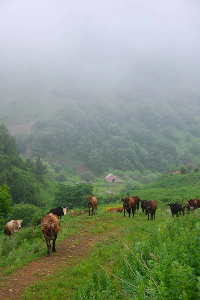 Корів Тумані Ранковий Туман Горах Вірменія — стокове фото