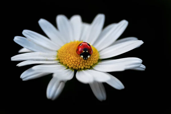 Ladybug on a camomile flower .