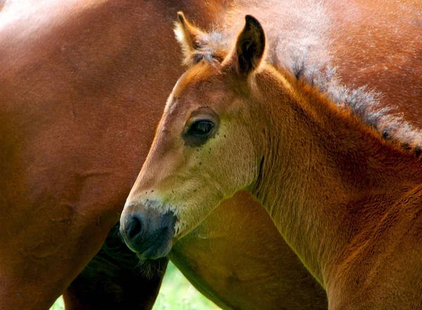 Retrato Cerca Del Caballo Bebé —  Fotos de Stock