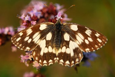 Çiçekteki kelebek, güzel kelebek..