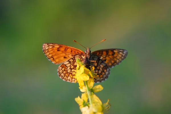 Argynnis Niobe Niobe Fritillary Butterfly Flower — Stock Photo, Image