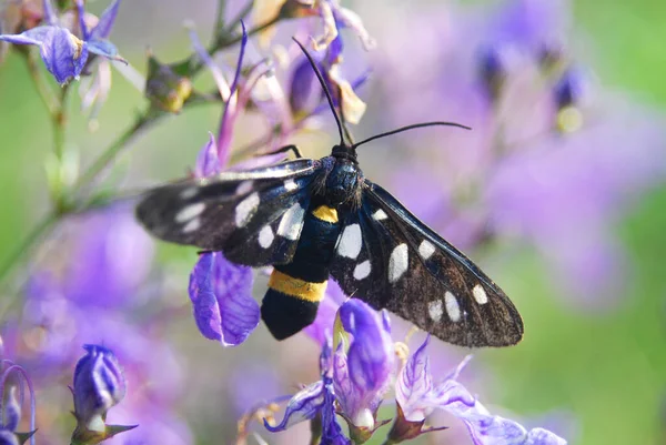 Butterfly Zygaena Ephialtes Black Butterfly — Stock Photo, Image