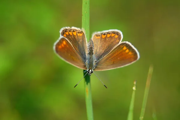 Common Blue Butterfly Kwiat Piękny Motyl Tapety — Zdjęcie stockowe
