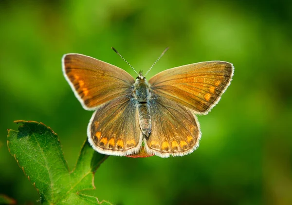 Papillon Bleu Commun Sur Une Fleur Beau Papier Peint Papillon — Photo