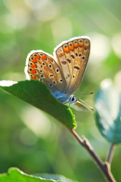 Κοινή Μπλε Πεταλούδα Ένα Λουλούδι Όμορφη Ταπετσαρία Πεταλούδα — Φωτογραφία Αρχείου