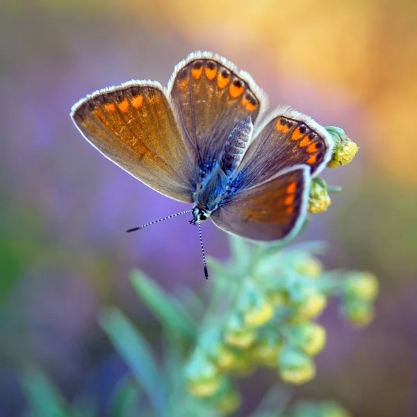 Common Blue Butterfly Kwiat Piękny Motyl Tapety — Zdjęcie stockowe