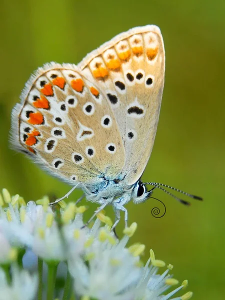 Mariposa Azul Común Una Flor Hermoso Fondo Pantalla Mariposa —  Fotos de Stock