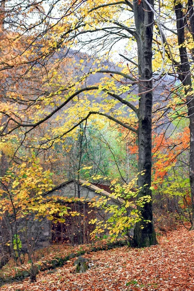 Park Mieście Kolorowy Jesienny Dzień — Zdjęcie stockowe