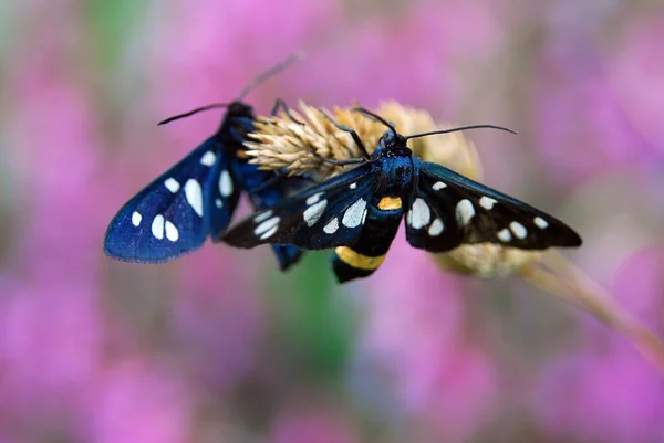 Papillon Zygaena Ephialtes Papillon Noir — Photo