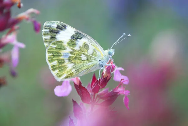 Zerbrechlicher Zarter Schmetterling Auf Einer Feldpflanze Zarten Rosa Und Blauen — Stockfoto