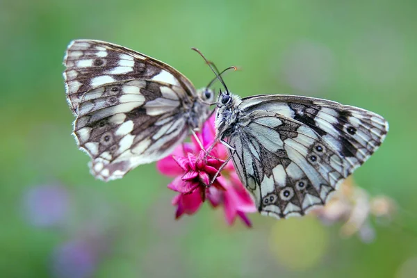 Marmurkowa Para Białych Motyli Brązowym Knapweed — Zdjęcie stockowe