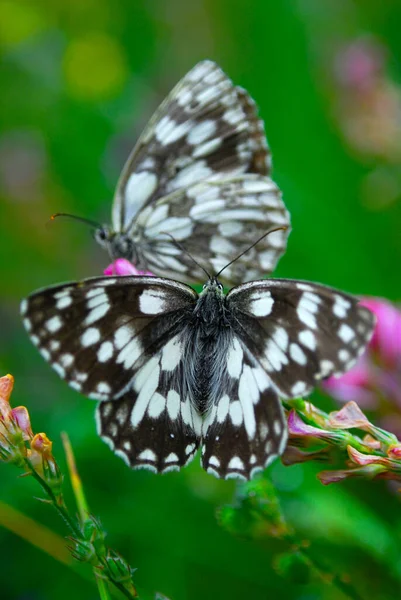 Marbled White Butterfly Pair Mating Brown Knapweed — Stock Photo, Image