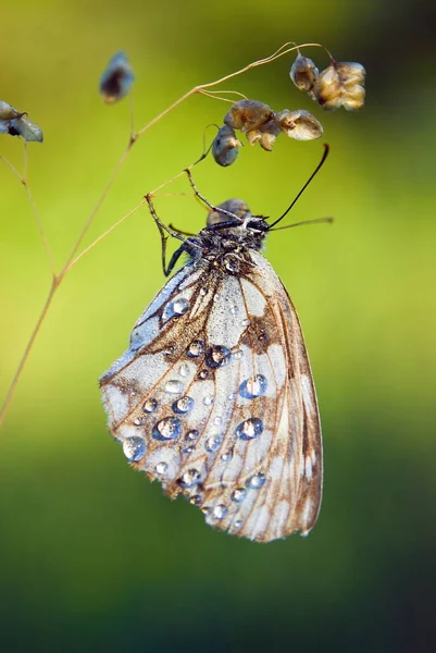 Marmorierter Weißer Schmetterling Melanargia Galathea Auf Braunrochenknöterich Centaurea Jacea — Stockfoto