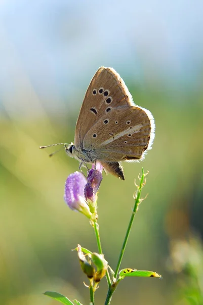 Common Blue Summer Rest — Stock Photo, Image