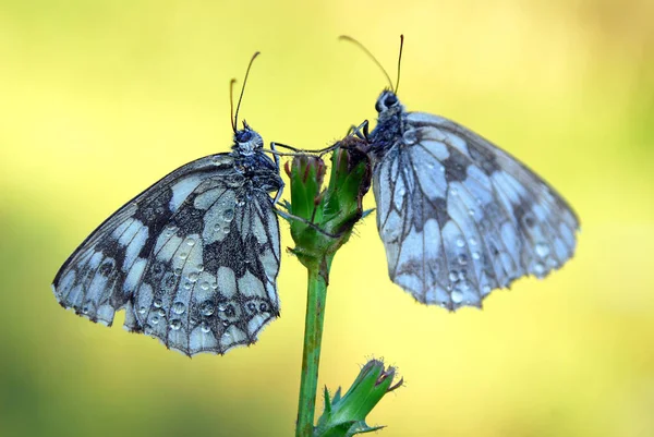 Marbled White Butterfly Pair Mating Brown Knapweed — Stock Photo, Image