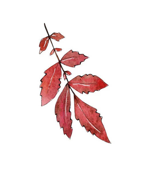 Watercolor Rowan berry autumn illustration — Stock Photo, Image