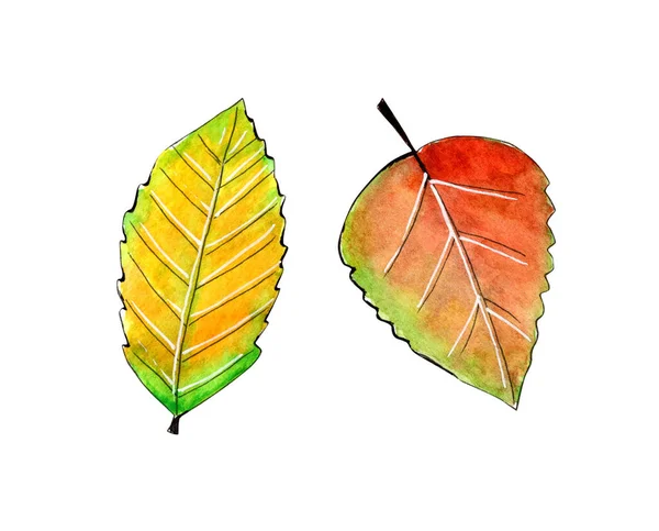 Hand painted watercolor autumn fall leaves — Stock Photo, Image