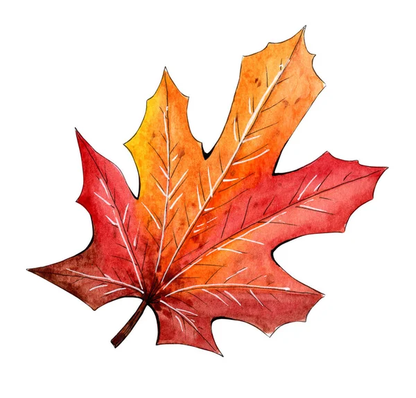 Hand painted watercolor maple leaf — Stock Photo, Image