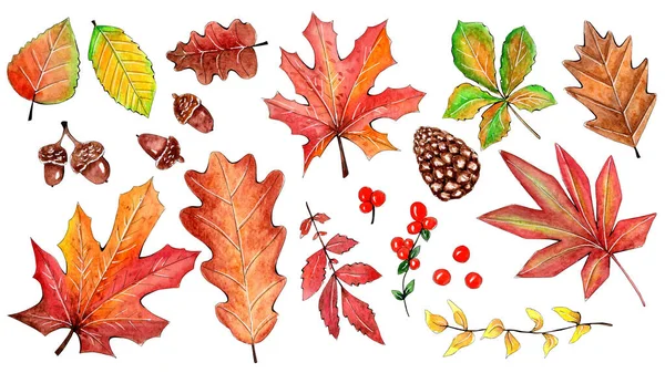 Hand painted watercolor autumn fall leaves set — Stock Photo, Image