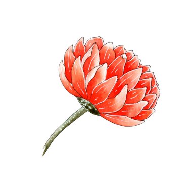 El boyası suluboya portakal çiçeği, kasımpatı illüstrasyonu.