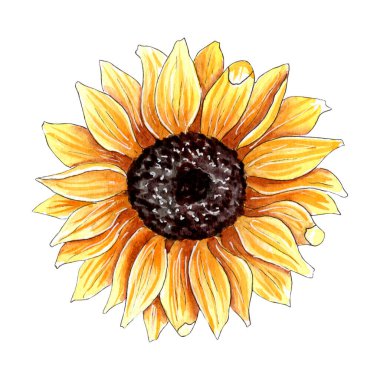 El boyası suluboya ayçiçeği çizimi, sonbahar sonbaharı elementi, çiçek desenleri..