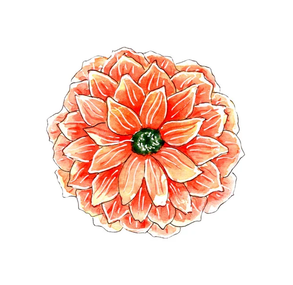 Aquarelle Peinte Main Fleur Orange Illustration Chrysanthème — Photo