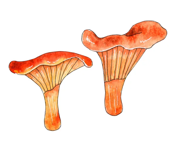 Handritad akvarell svamp illustration. Skogsdelar. — Stockfoto