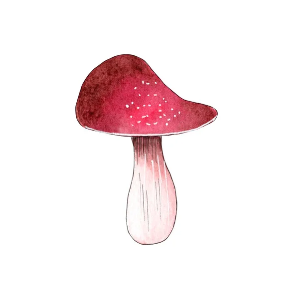 Ručně kreslené akvarel houba ilustrace. Prvky lesa. — Stock fotografie