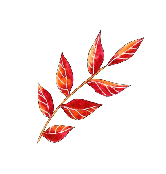 Hand painted watercolor autumn fall leaves, yellow and red leaves. — Stock Photo, Image