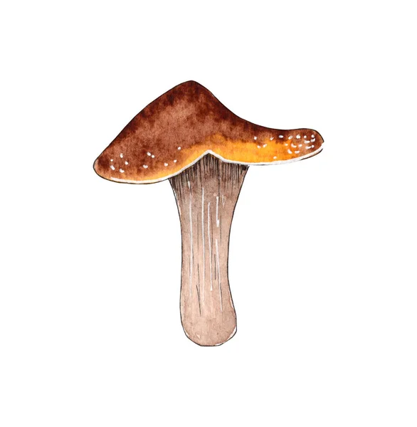 Illustrazione a fungo acquerello disegnato a mano, elemento foresta. — Foto Stock