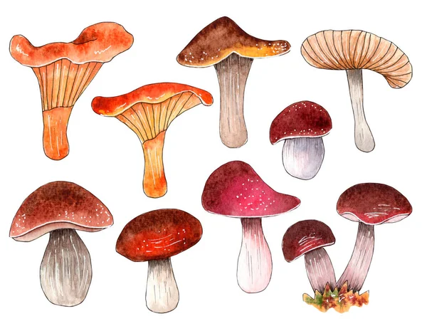 Set di funghi acquerelli disegnati a mano, elementi forestali. — Foto Stock