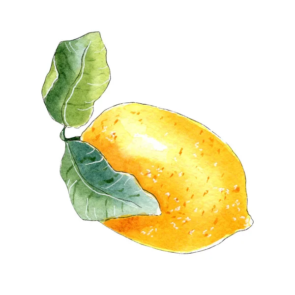 Handgemaltes Aquarell Zitrone, Zitrusfrüchte. — Stockfoto