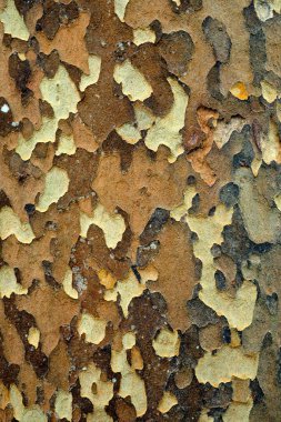 Eski ağaç kabuğu dokusu