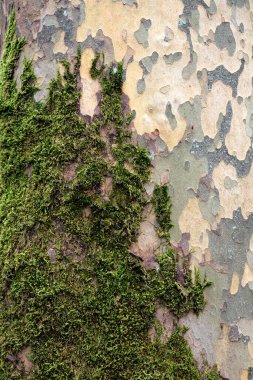 Eski ağaç kabuğu dokusu