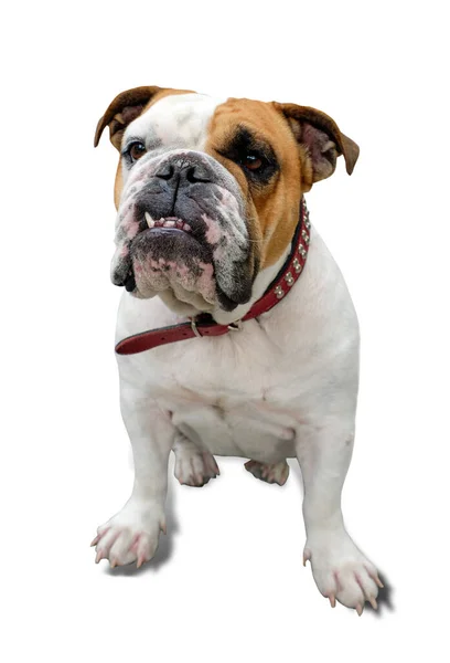 Barátságos Angol Bulldog Kutya Elszigetelt Fehér — Stock Fotó