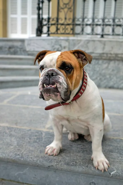 Friendly English Bulldog dog posing for the camera