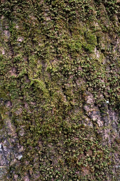 나무껍질 — 스톡 사진