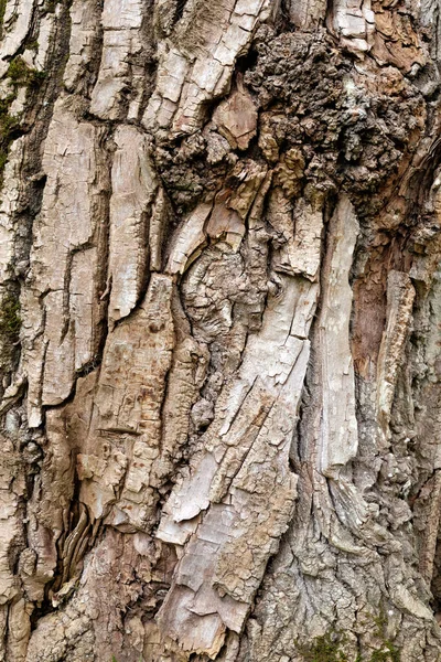 Eski Ağaç Kabuğu Dokusu — Stok fotoğraf