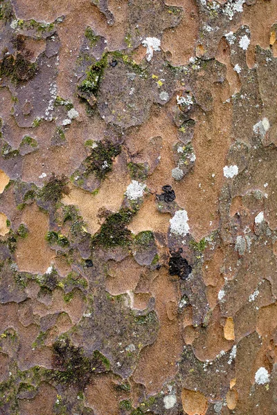 Gamla Träd Bark Konsistens — Stockfoto