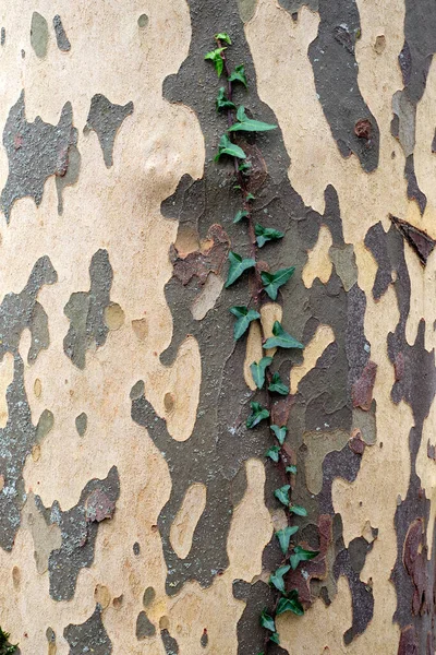 Gamla Träd Bark Konsistens — Stockfoto