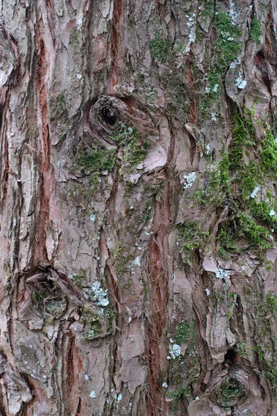 Eski Ağaç Kabuğu Dokusu — Stok fotoğraf