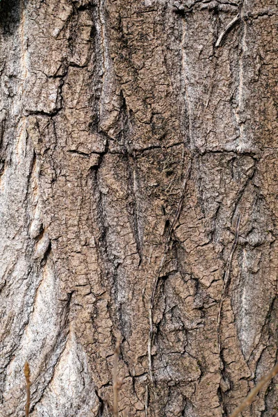 Stara Struktura Kory Drzewa — Zdjęcie stockowe