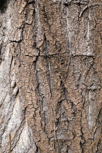 古い木の樹皮の質感 — ストック写真