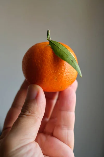 Mandarina Con Hoja Atrapada Mano — Foto de Stock