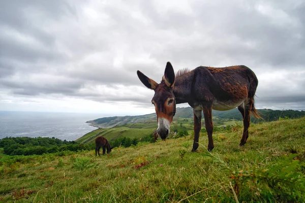 İspanya 'nın Bask bölgesinde bir çayırda otlayan eşekler.