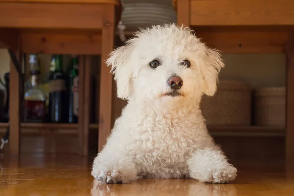 Bischon frize yavrusu. Kameraya bakıyorum.