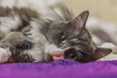 Yumuşak kedi kanepede uzanıyor ve kameraya bakıyor.